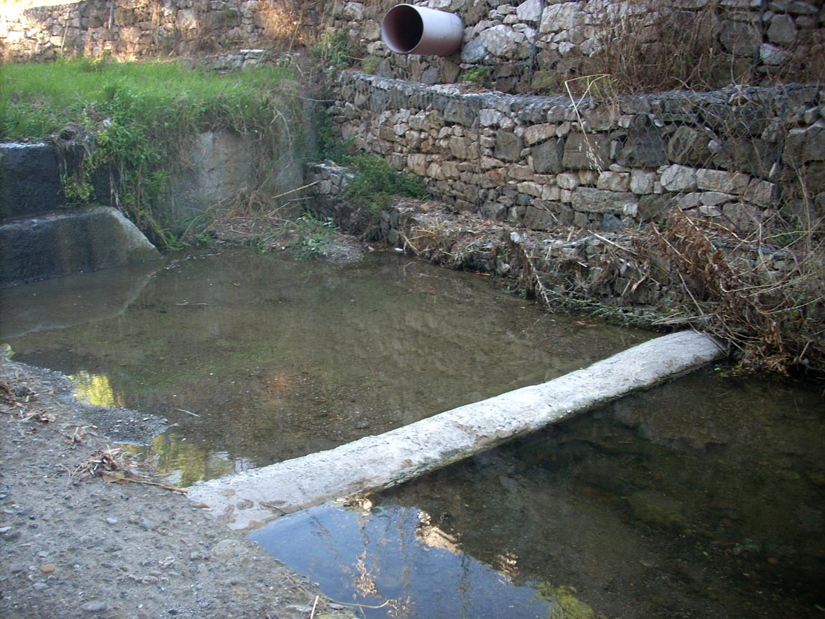 Rio Salivoli (Piombino) - rospi smeraldini in citt!